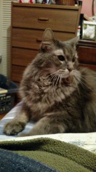 My Maine Coon Cat